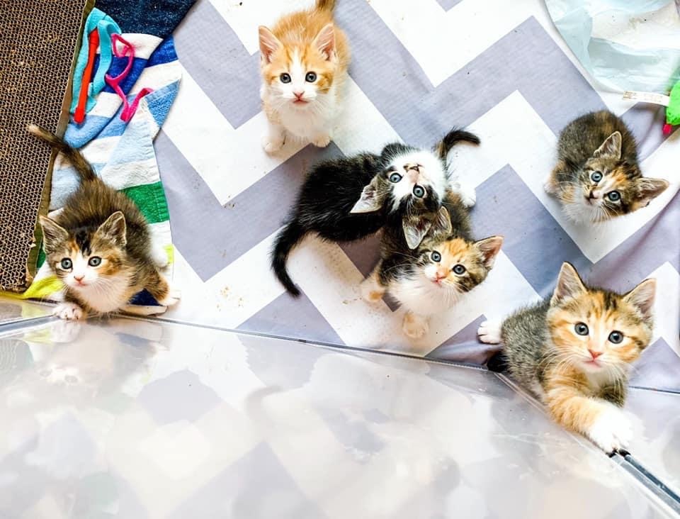 kitten prices at petsmart