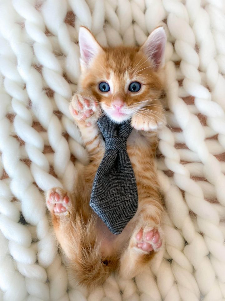 cat-for-adoption-kittens-are-at-petsmart-a-domestic-long-hair