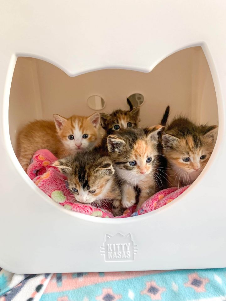 Cat for adoption - Kittens are at PetSmart!!, a Domestic Long Hair &  Domestic Short Hair Mix in Norman, OK