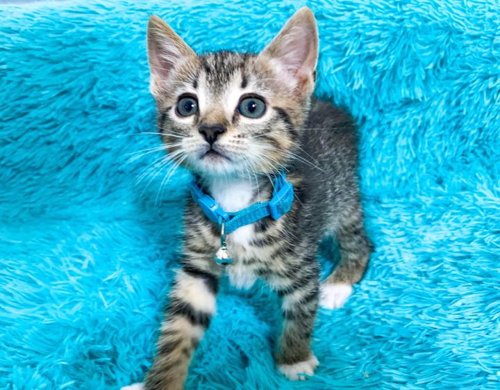 cat-for-adoption-kittens-are-at-petsmart-a-domestic-long-hair