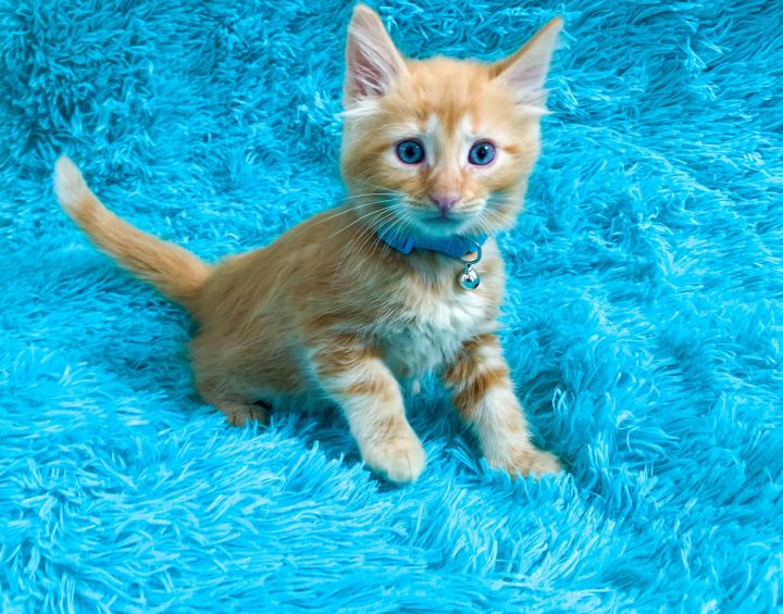 cat-for-adoption-kittens-are-at-petsmart-a-domestic-long-hair