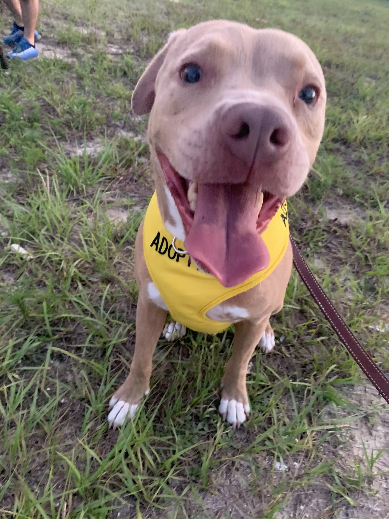 TINO, an adoptable Pit Bull Terrier, Labrador Retriever in Brooksville, FL, 34614 | Photo Image 3