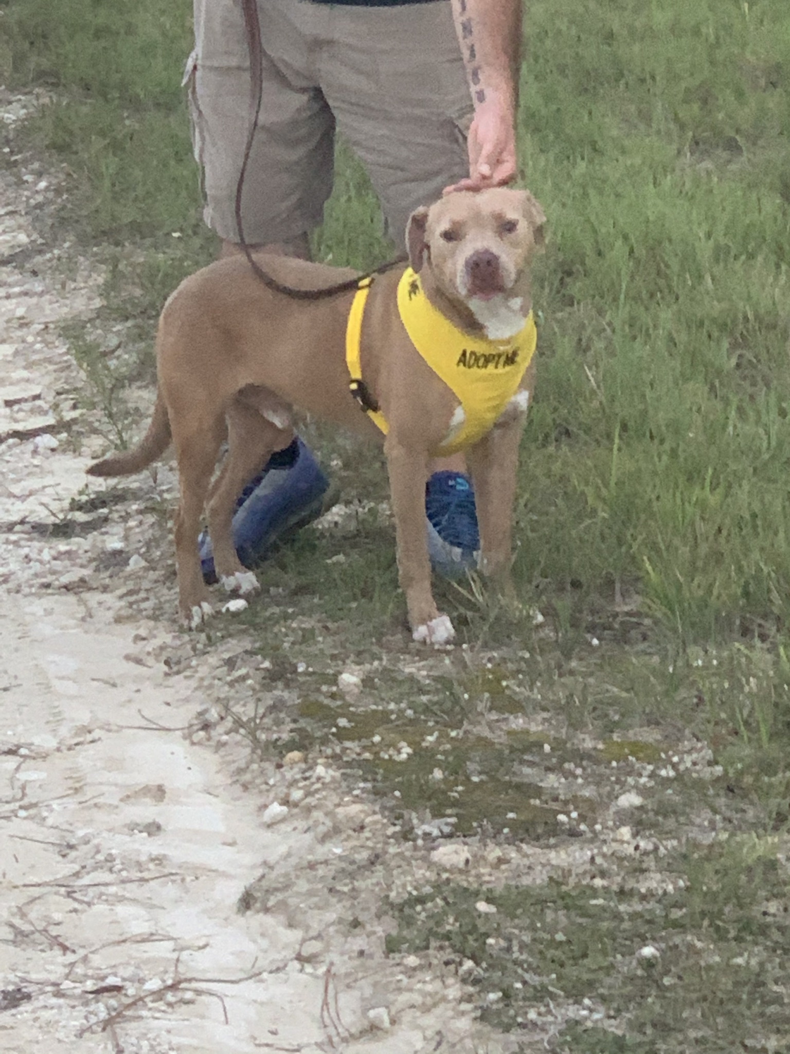 TINO, an adoptable Pit Bull Terrier, Labrador Retriever in Brooksville, FL, 34614 | Photo Image 4