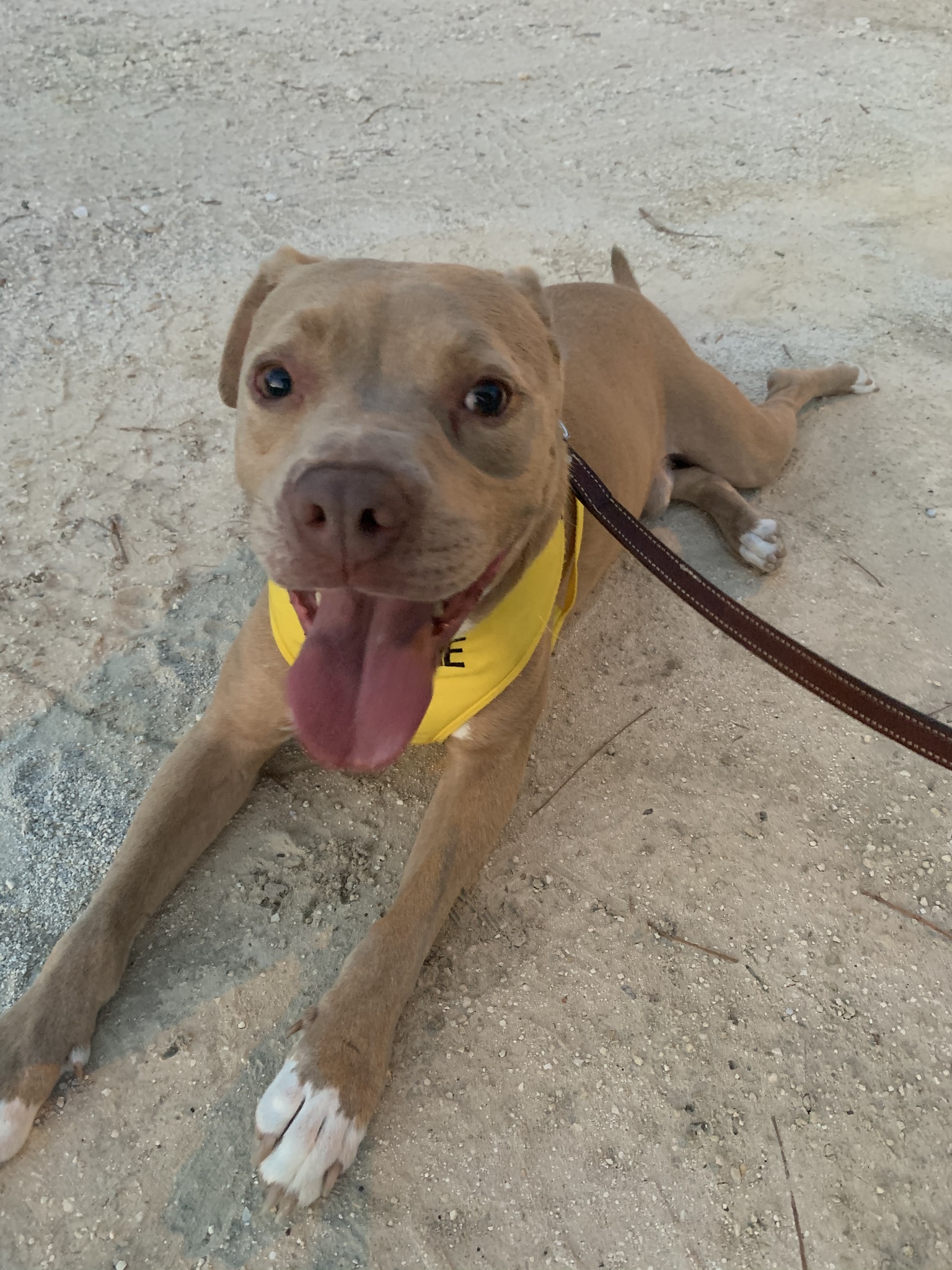 TINO, an adoptable Pit Bull Terrier, Labrador Retriever in Brooksville, FL, 34614 | Photo Image 5