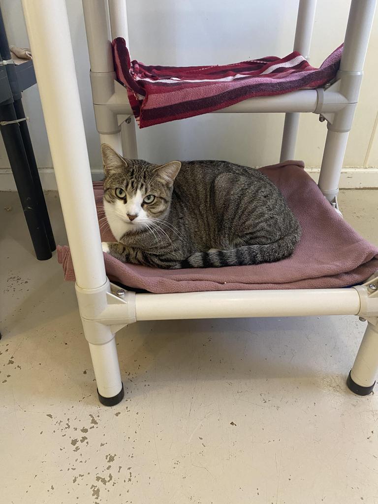 Hawthorne, an adoptable Domestic Short Hair in Bourbonnais, IL, 60914 | Photo Image 1