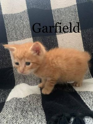 Garfield