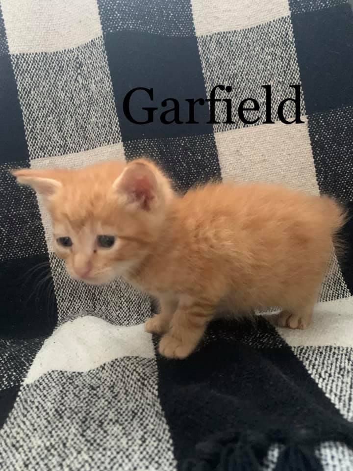 Garfield detail page