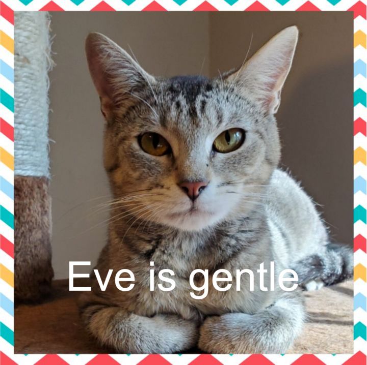 Eve, an adoptable Tabby in Cincinnati, OH_image-1