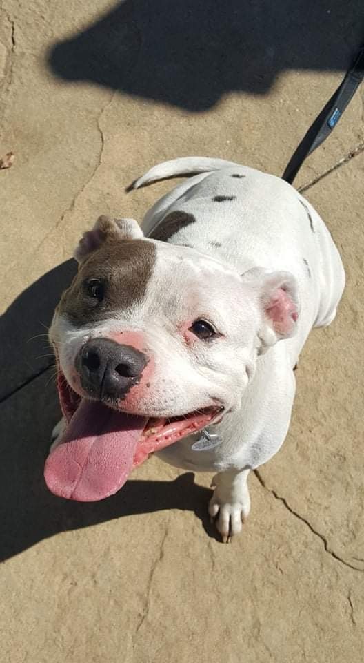 Roxy, an adopted American Bulldog Mix in Suffolk, VA_image-2