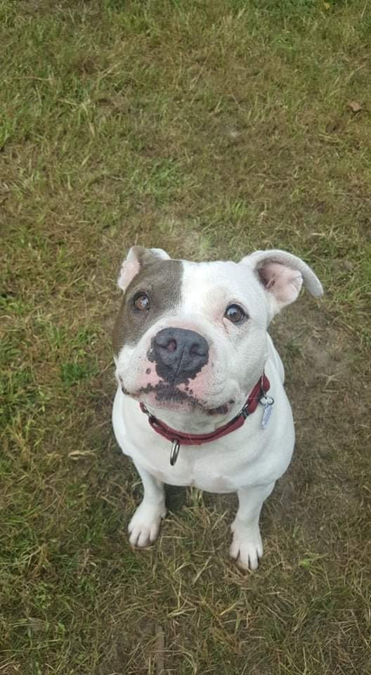 Roxy, an adopted American Bulldog Mix in Suffolk, VA_image-3
