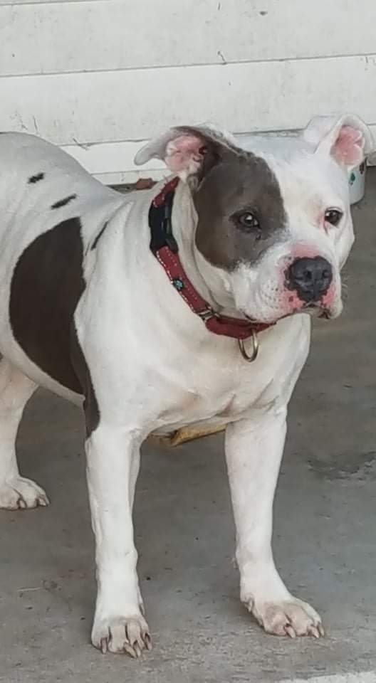 Roxy, an adopted American Bulldog Mix in Suffolk, VA_image-4