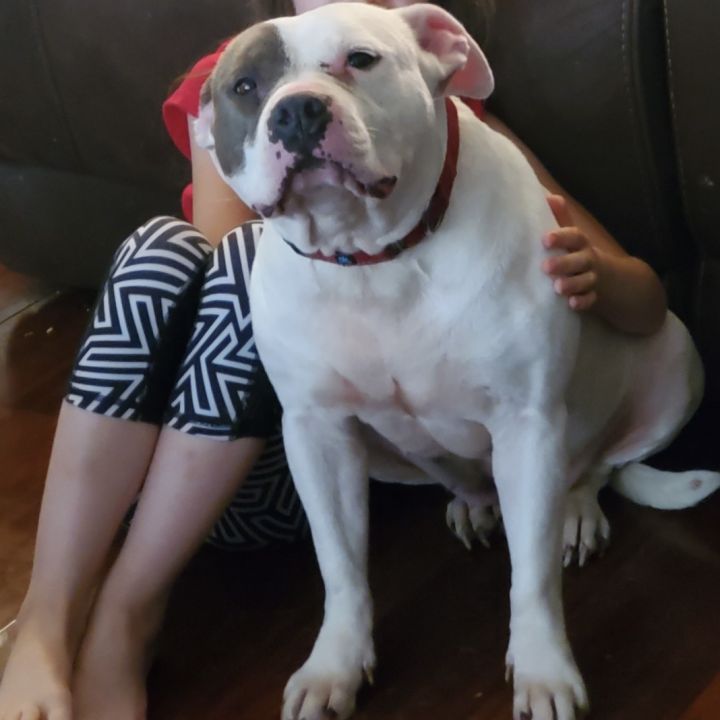 Roxy, an adopted American Bulldog Mix in Suffolk, VA_image-5