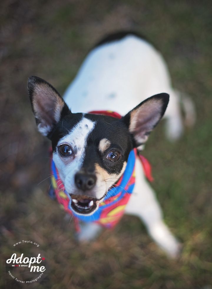 Smores, an adopted Chihuahua Mix in Kingwood, TX_image-2