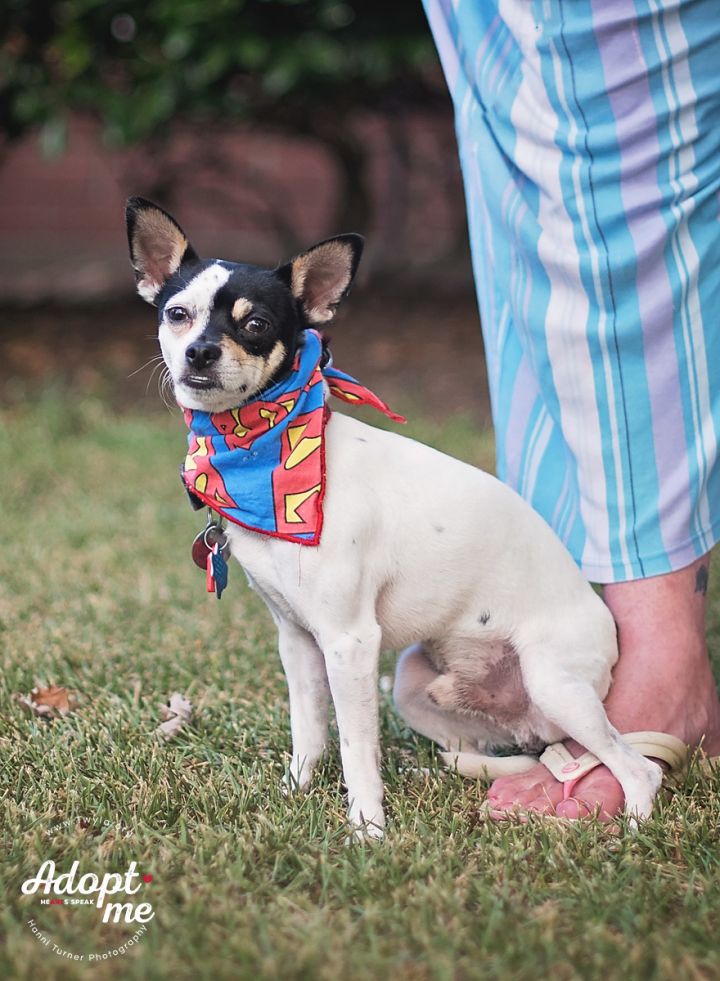 Smores, an adopted Chihuahua Mix in Kingwood, TX_image-4