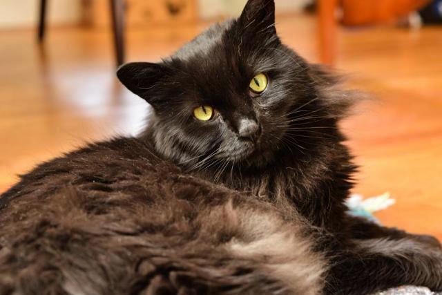 Rhiannon, an adoptable Domestic Medium Hair in Berkeley, CA, 94702 | Photo Image 2