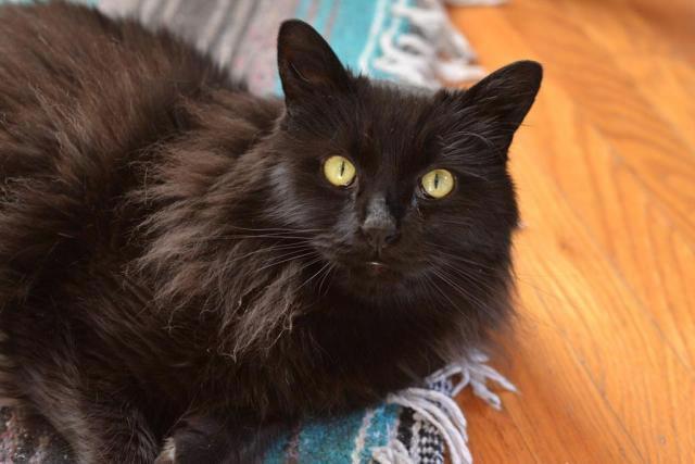 Rhiannon, an adoptable Domestic Medium Hair in Berkeley, CA, 94702 | Photo Image 3