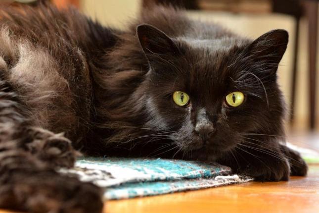 Rhiannon, an adoptable Domestic Medium Hair in Berkeley, CA, 94702 | Photo Image 5