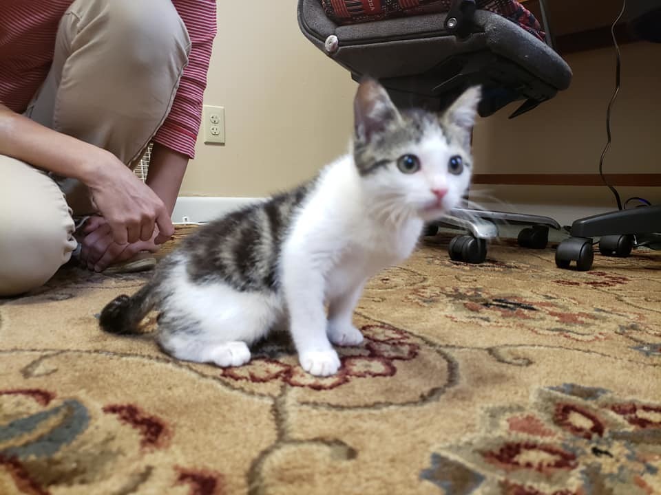 Poppet, an adoptable Domestic Short Hair in Ocala, FL, 34475 | Photo Image 3