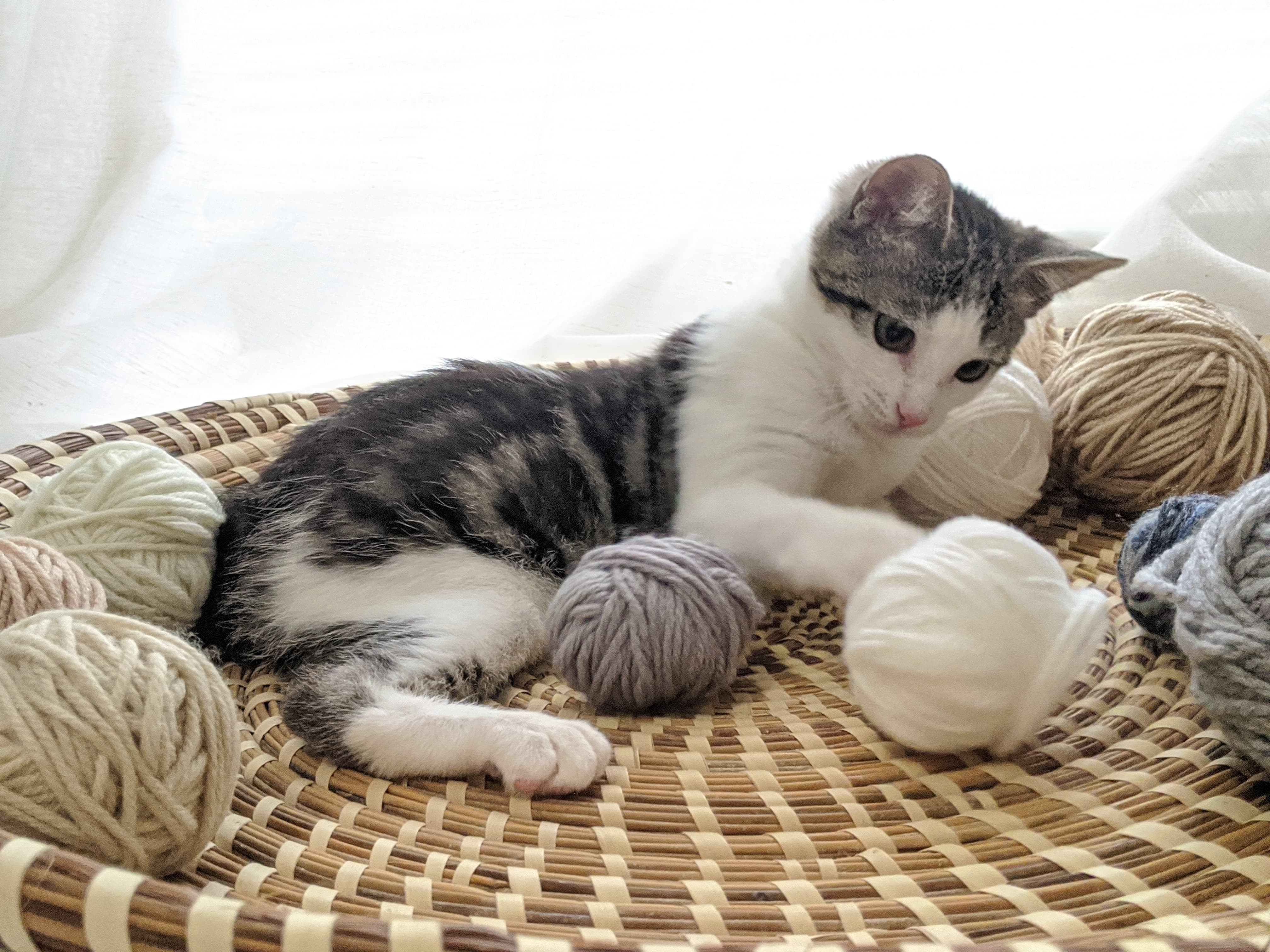 Poppet, an adoptable Domestic Short Hair in Ocala, FL, 34475 | Photo Image 4