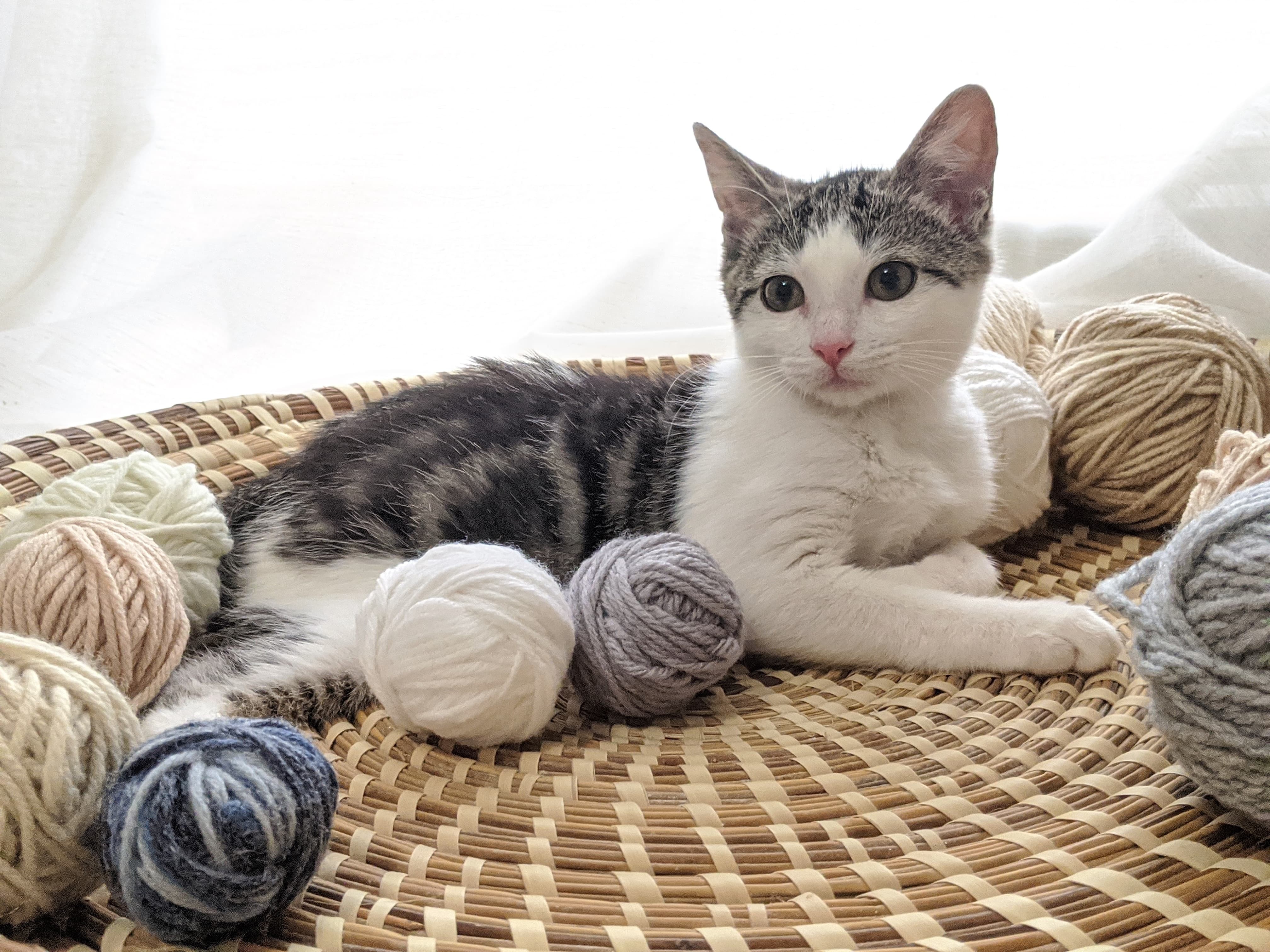 Poppet, an adoptable Domestic Short Hair in Ocala, FL, 34475 | Photo Image 6