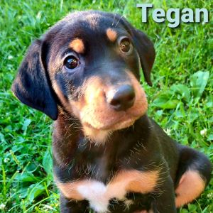 Tegan ADOPTION PENDING