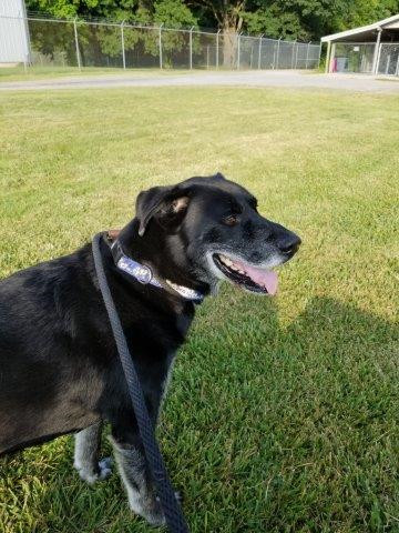 Bear, an adoptable Labrador Retriever in Gilberts, IL, 60136 | Photo Image 4