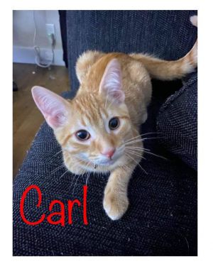 Carl