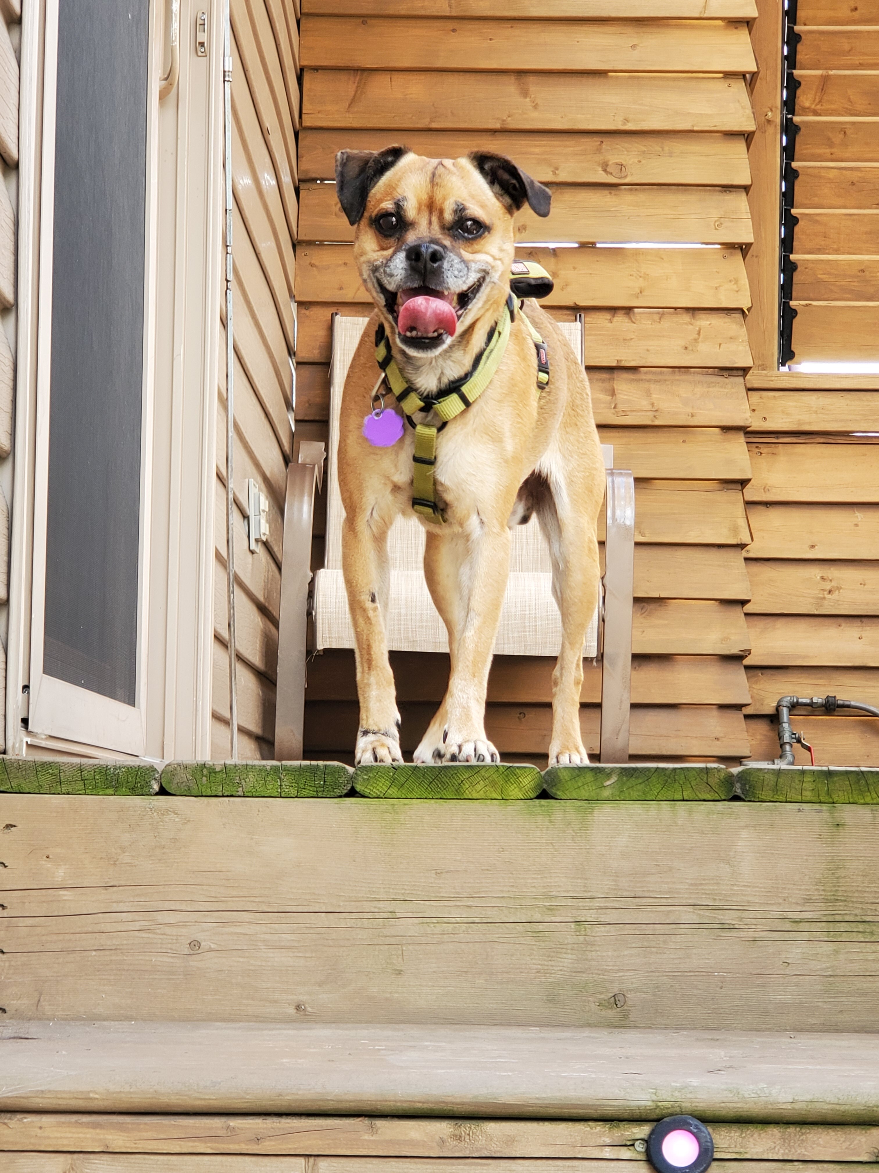 Bobby, an adoptable Pug in Chatham, ON, N7M 2Z7 | Photo Image 2