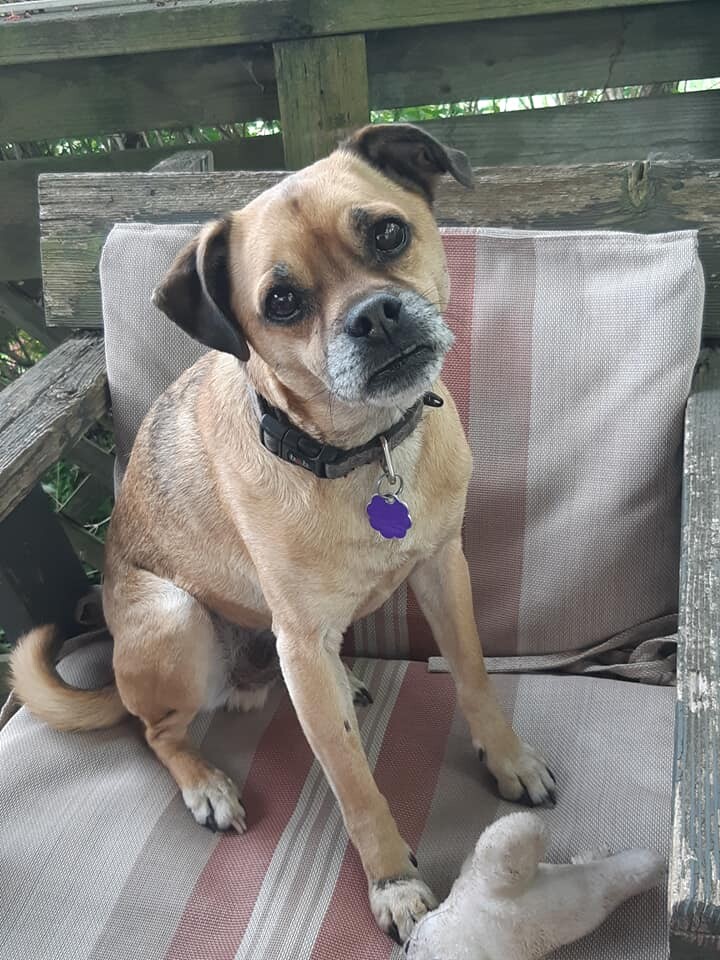 Bobby, an adoptable Pug in Chatham, ON, N7M 2Z7 | Photo Image 3