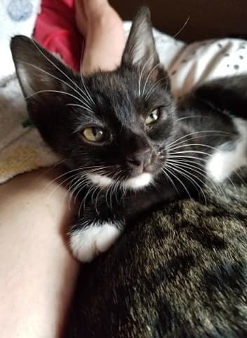 Cat For Adoption Thumbelina A Tuxedo In Brooklyn Ny Petfinder