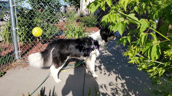 Great pyrenees mixed with best sale australian shepherd