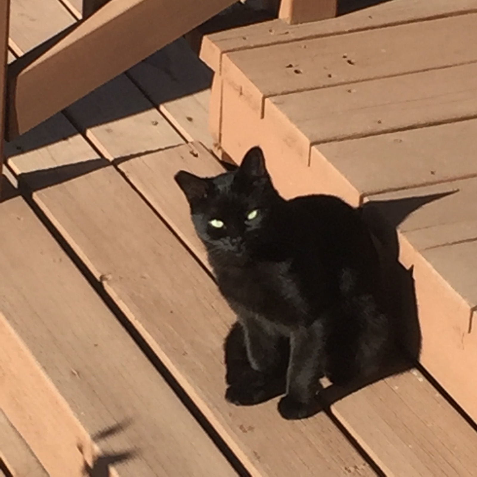 Working Cats, an adoptable Domestic Short Hair in Springfield, OR, 97475 | Photo Image 1