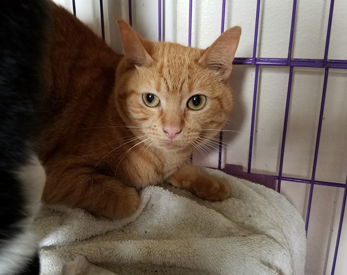 Working Cats, an adoptable Domestic Short Hair in Springfield, OR, 97475 | Photo Image 2