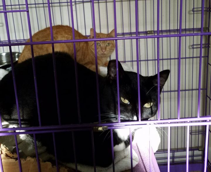 Working Cats 3