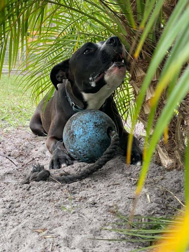 JETT, an adoptable Black Labrador Retriever, Terrier in Palm City, FL, 34990 | Photo Image 4