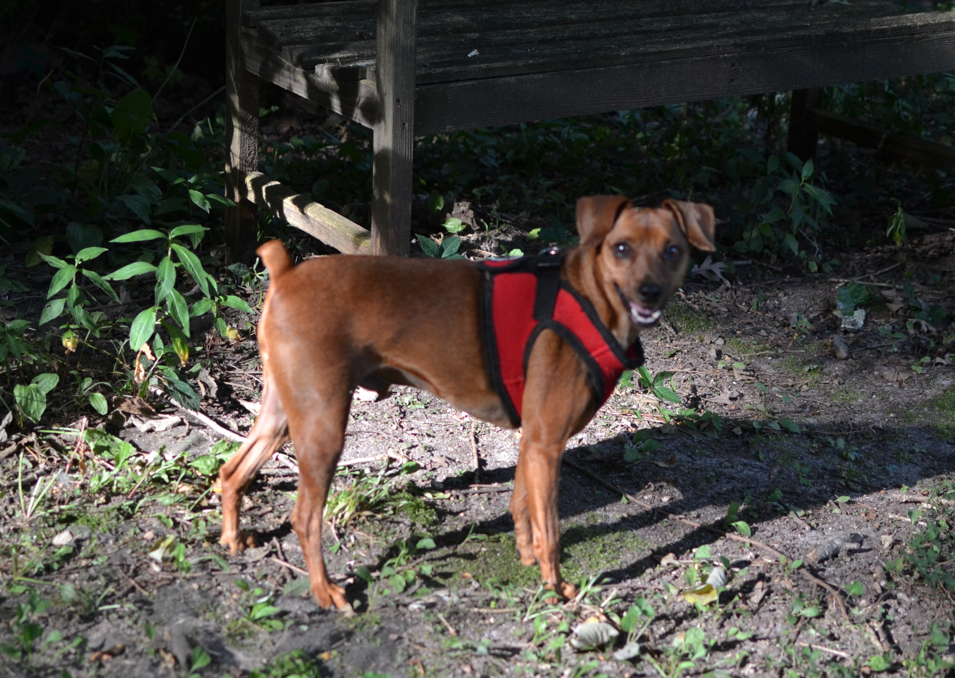 Cooper, an adoptable Miniature Pinscher in Franklinton, NC, 27525 | Photo Image 1