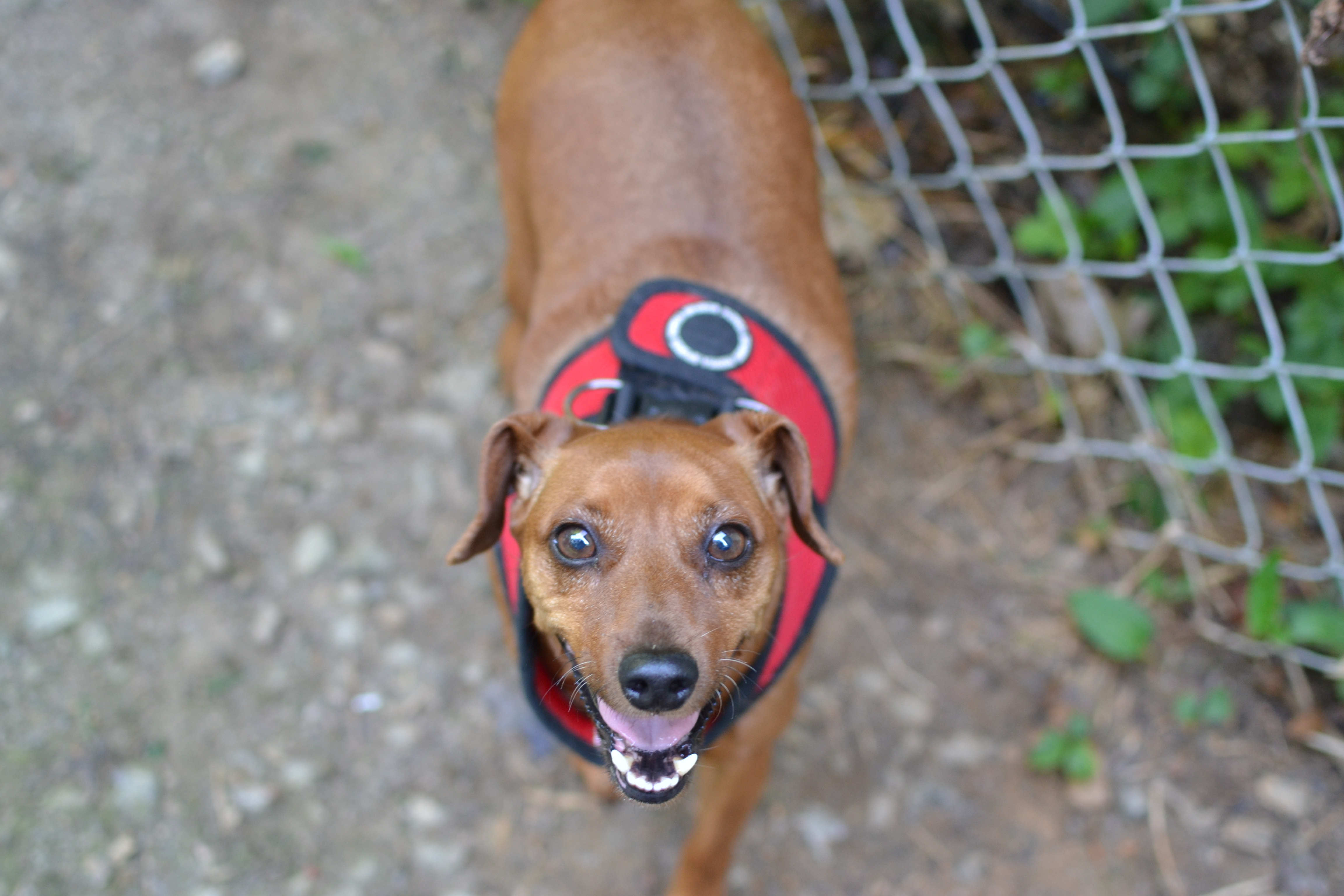 Cooper, an adoptable Miniature Pinscher in Franklinton, NC, 27525 | Photo Image 2