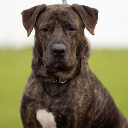 Koko, an adoptable Boxer, Labrador Retriever in Bay City, MI, 48706 | Photo Image 1