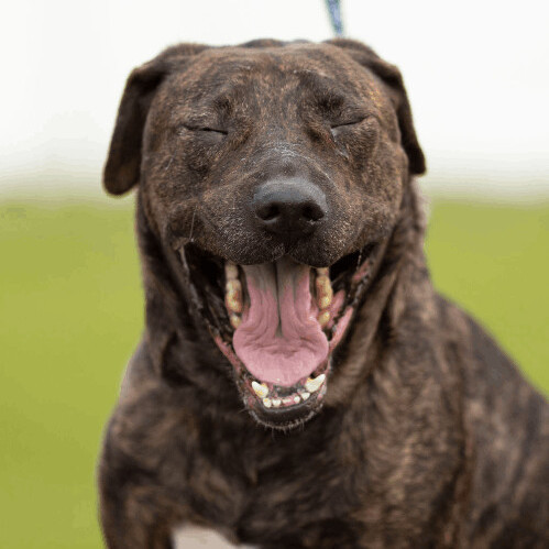 Koko, an adoptable Boxer, Labrador Retriever in Bay City, MI, 48706 | Photo Image 2