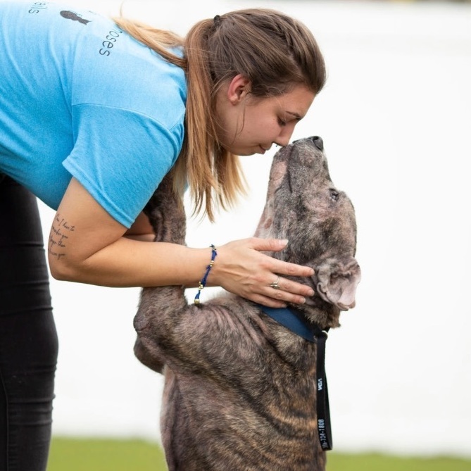 Kenny, an adoptable Boxer, Labrador Retriever in Bay City, MI, 48706 | Photo Image 2