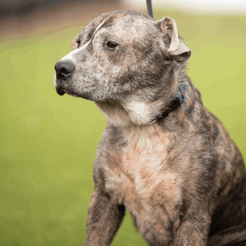 Kenny, an adoptable Boxer, Labrador Retriever in Bay City, MI, 48706 | Photo Image 3