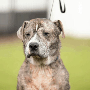 Kenny, an adoptable Boxer, Labrador Retriever in Bay City, MI, 48706 | Photo Image 1