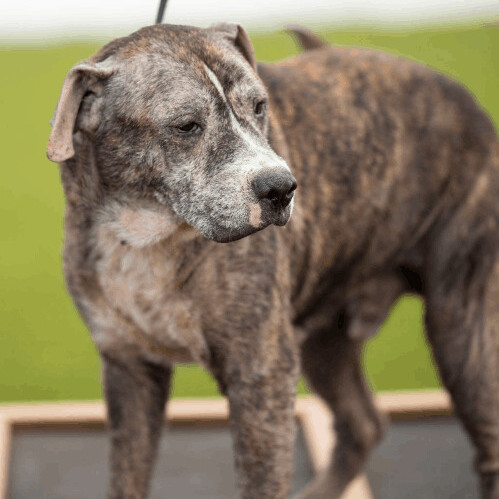 Kenny, an adoptable Boxer, Labrador Retriever in Bay City, MI, 48706 | Photo Image 4