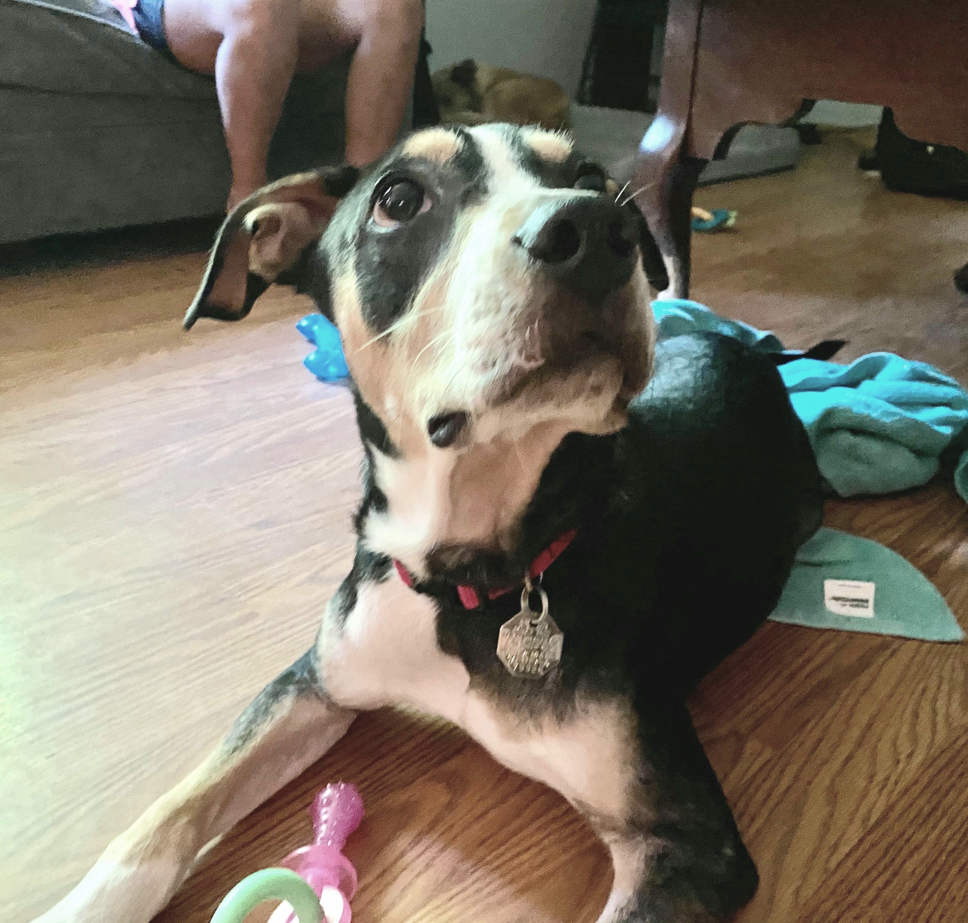 JACK, an adoptable Hound in Evansville, WI, 53536 | Photo Image 3