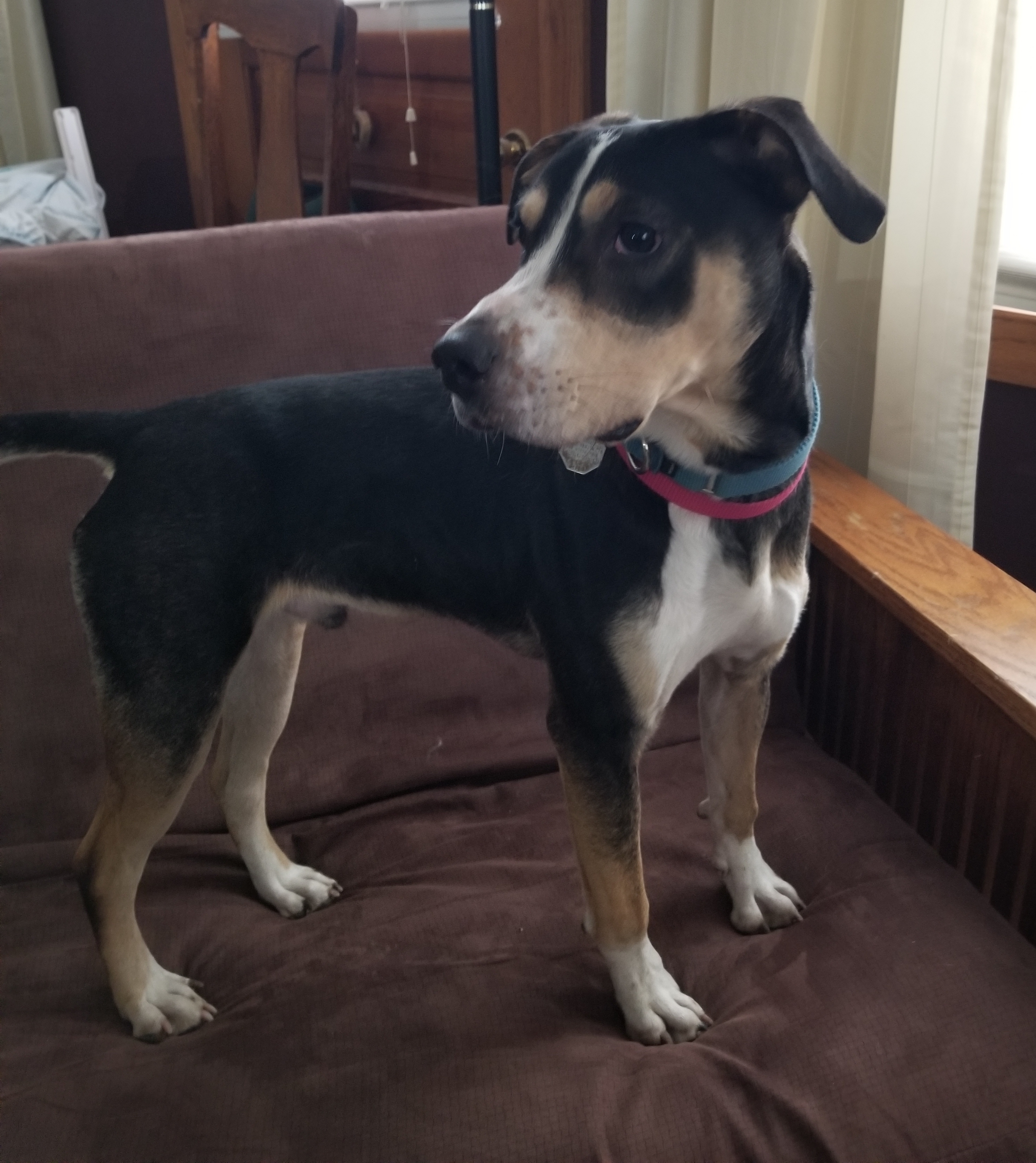 JACK, an adoptable Hound in Evansville, WI, 53536 | Photo Image 4