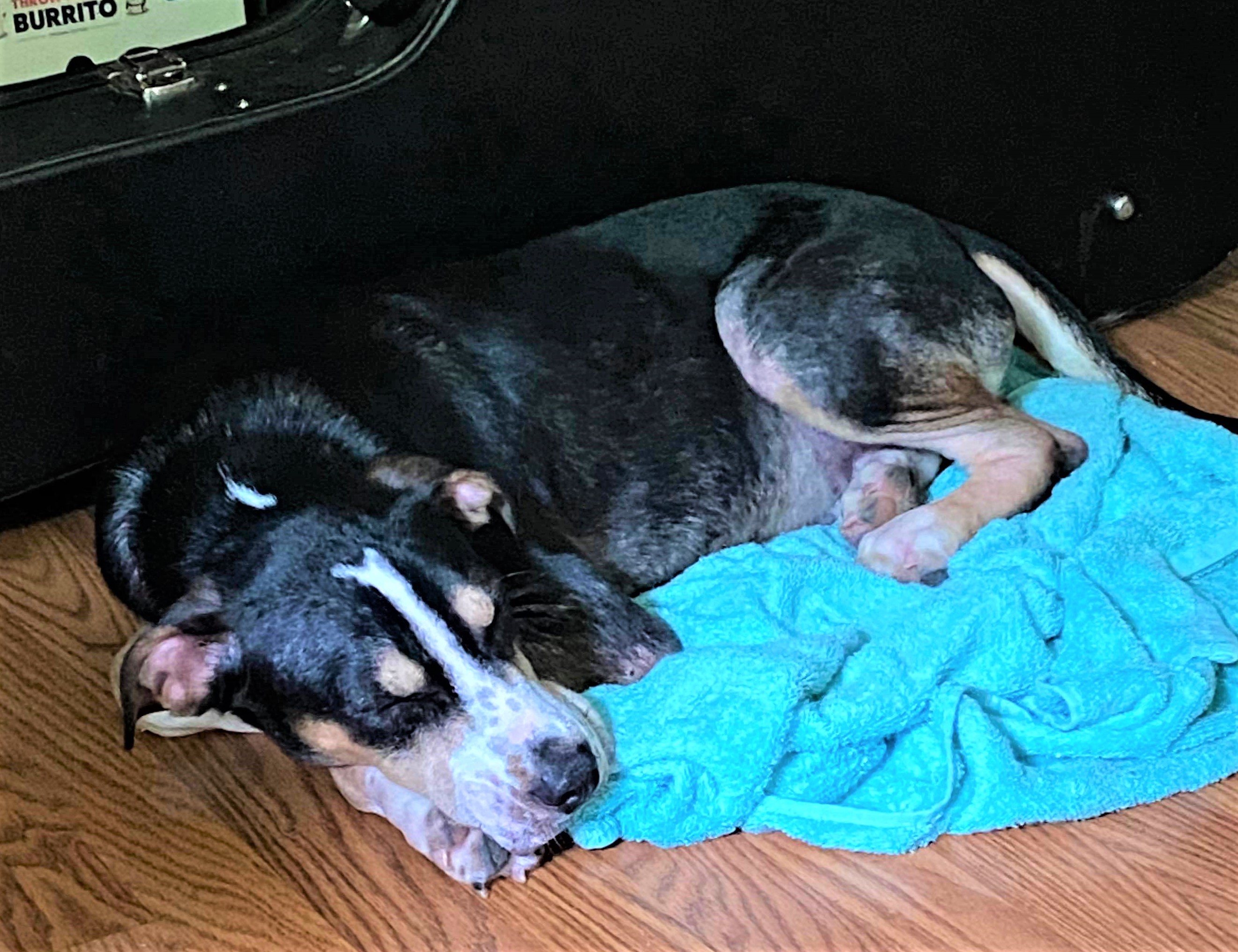 JACK, an adoptable Hound in Evansville, WI, 53536 | Photo Image 5