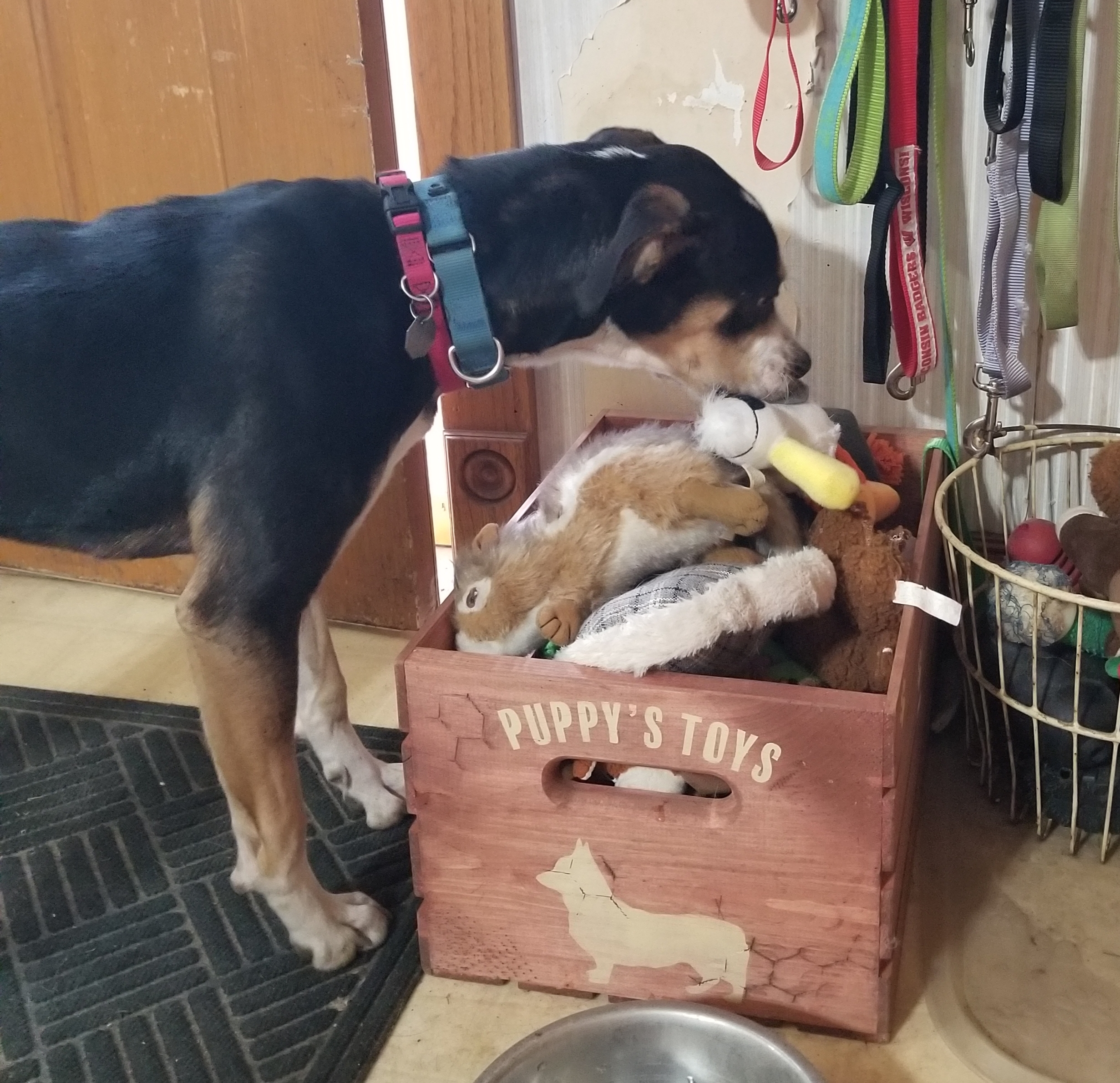 JACK, an adoptable Hound in Evansville, WI, 53536 | Photo Image 6