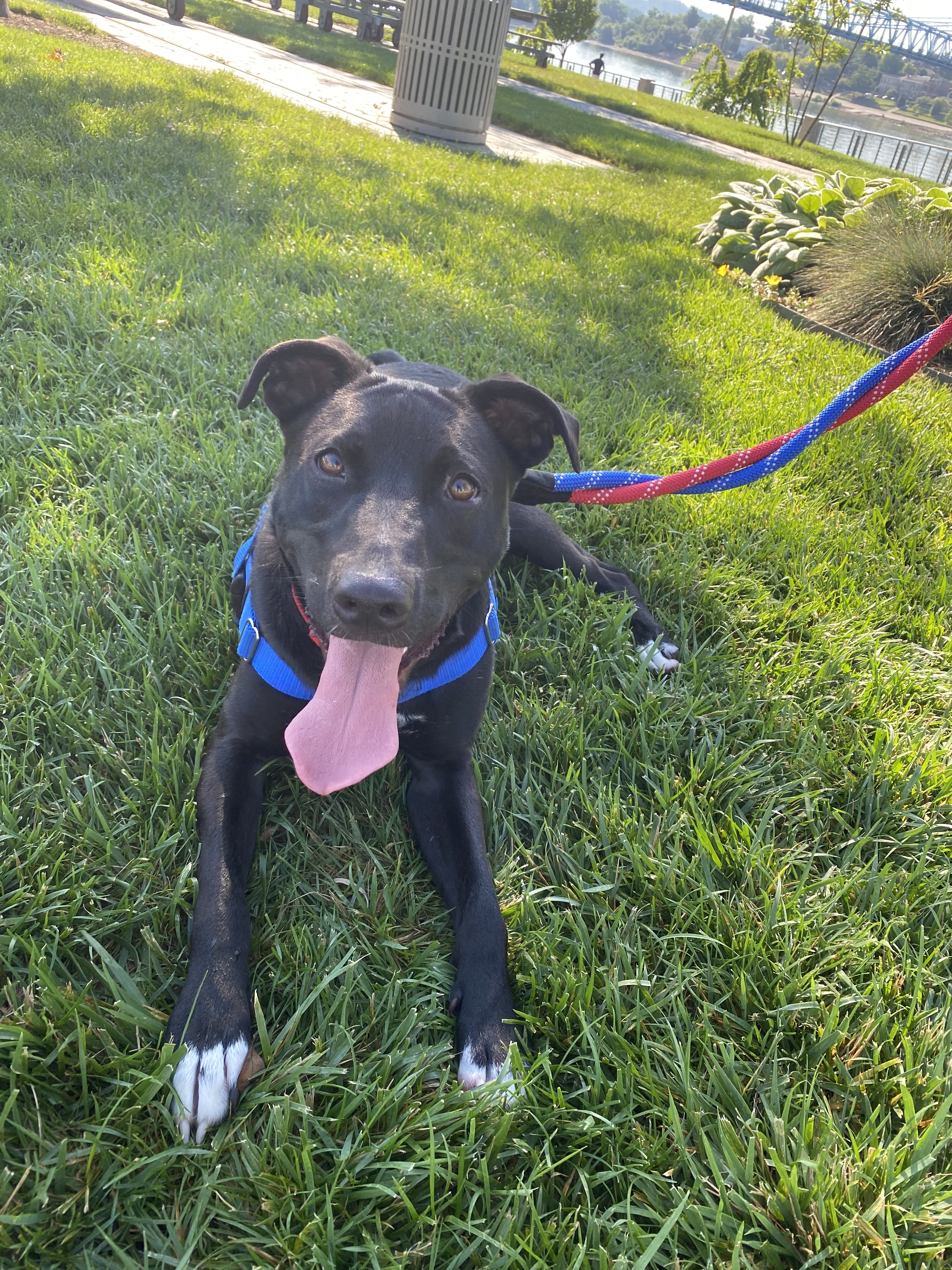 Daniel, an adoptable Border Collie, Jack Russell Terrier in Cincinnati, OH, 45227 | Photo Image 2