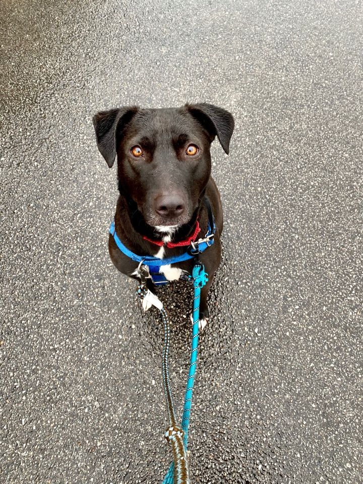 Daniel, an adoptable Border Collie & Jack Russell Terrier Mix in Cincinnati, OH_image-1