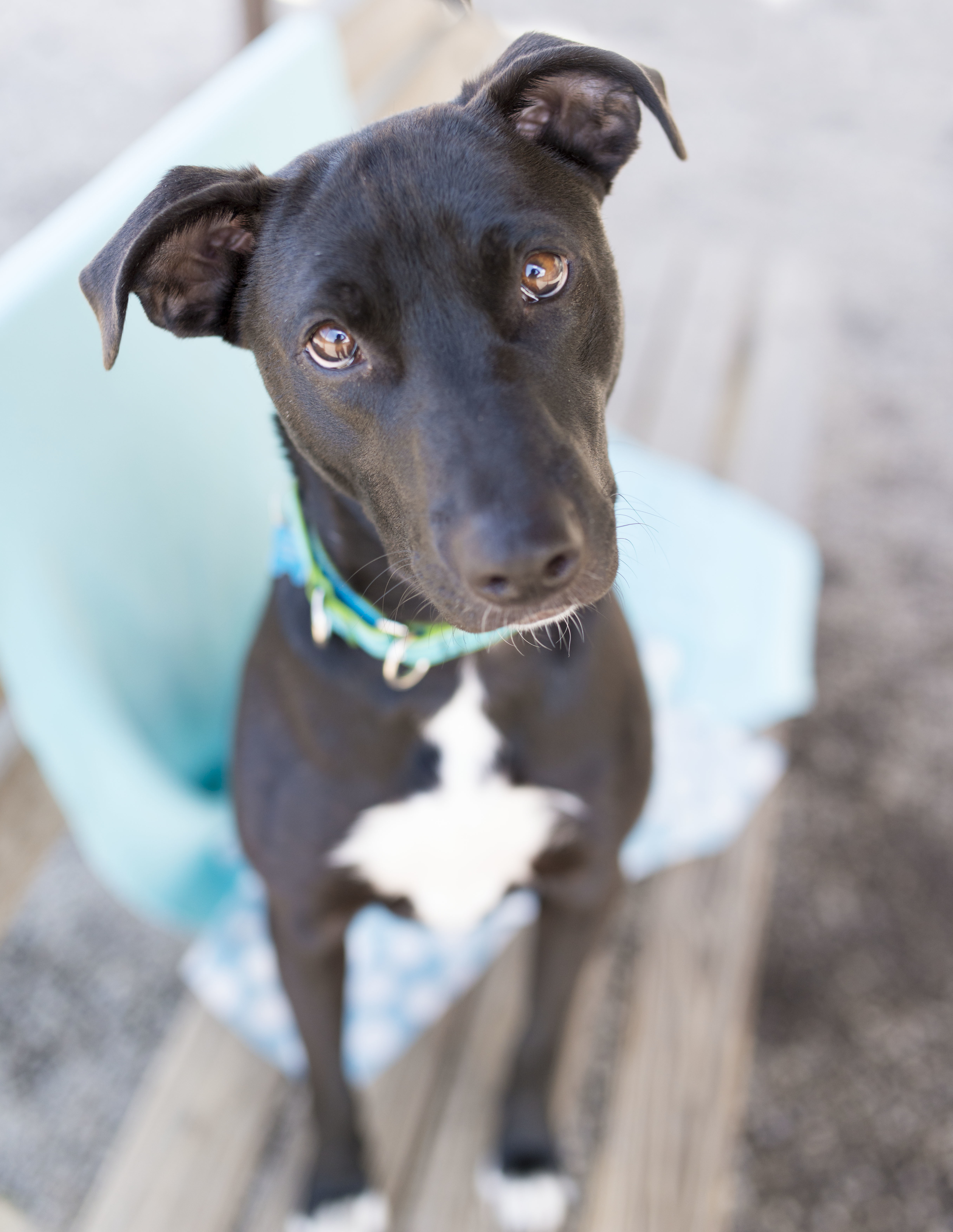 Daniel, an adoptable Border Collie, Jack Russell Terrier in Cincinnati, OH, 45227 | Photo Image 5